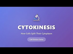 Cytokinesis Explained: How Cells Split Their Cytoplasm | Cell Division Biology