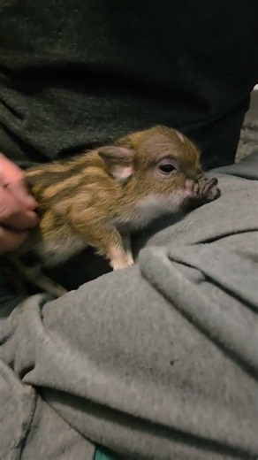 Baby Mini Pig Refuses to Leave My Lap || ViralHog