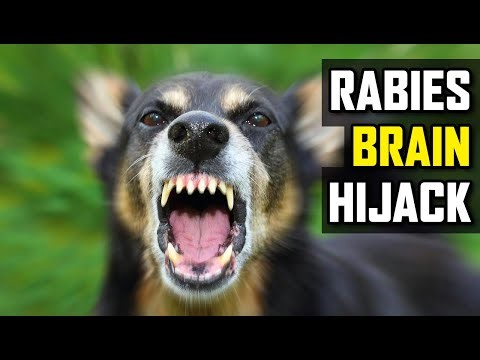 Rabies: Act Fast or Get Your Brain Hijacked