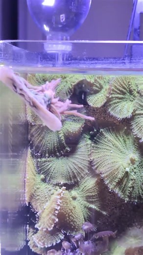 Reproduction of bubble anemone