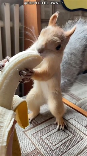 People Are Using Slinky To Stop Squirrels😂