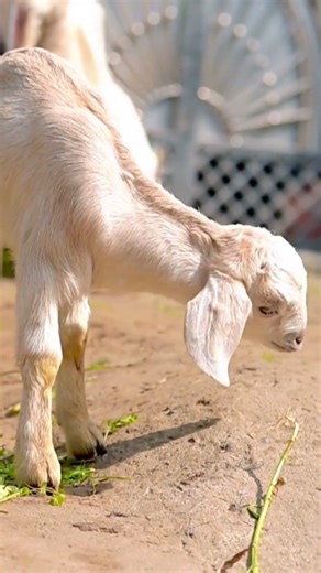Turkey Farming vs Goat Farming vs Rabbit Farming vs Layers #turkeyfarming