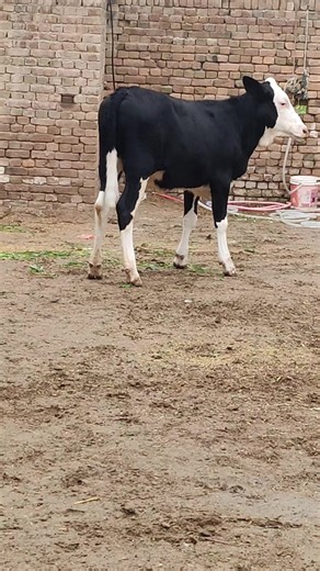 Exploring the Joys of Dairy Farming at Reehan Bachri Farm