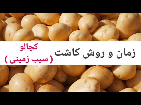 نحوه و زمان کشت کچالو | when and how to plant potato | حاصل دهی کچالو در تابستان‌
