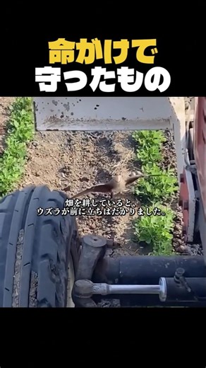 ウズラがトラクターを止めた理由