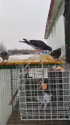Simple Village Living 🌿 with Pigeon Cage 🕊️💚 #birds #villagelife #pigeon #rurallife