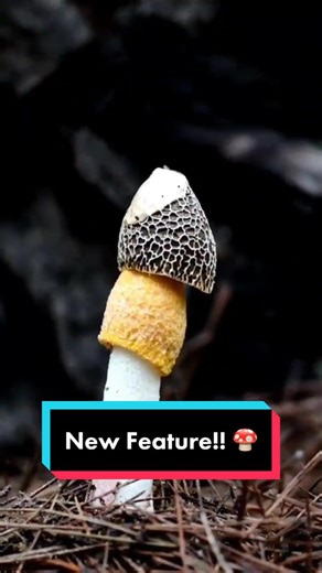 Featured here is. Srinkhorn mushroom (Phallus sp.). While beautiful to see, they have a fetid ofor that atteacts insects. These insects chew on the mushroom and end up spreading its spores! Life grows on! #mushroom #mushrooms #stinkhorn #fungi #mycology #ecology