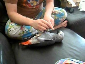 African Grey Parrot Playing Around Casper