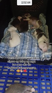Maya't maya ko siya pinapakain kasi ang dami niyang anak 😍🐶 #rescuedog | Star in the Sky