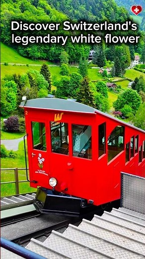 Discover Switzerland's legendary white flower