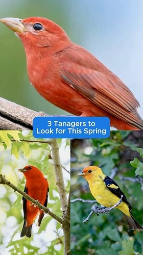 3 Tanagers to Look For This Spring 🐦