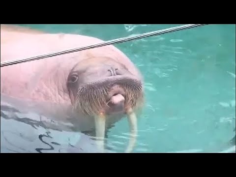 A whistling walrus...