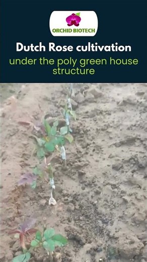 Dutch Rose Cultivation Under Poly Greenhouse Structure | Orchid Biotech