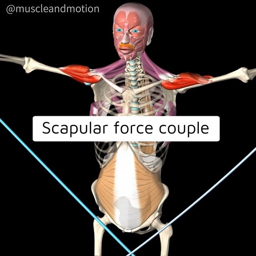 Muscle & Motion | Unraveling the Mystery of the Scapular Force Couple! 🦴✨ Ever wondered about the secret behind our shoulder movements? Dive into the world... | Instagram
