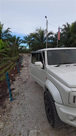 Ladang Nanas Baru Tanam Pusingan ke-2