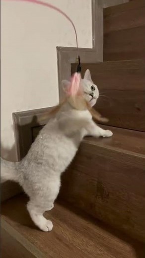 Suction Cup Cat Wand Toy with Bell and Feather Teaser for Interactive Play