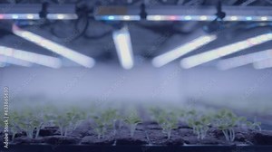 Close up track of seedlings growing in LED lighting for hydroponic farm
