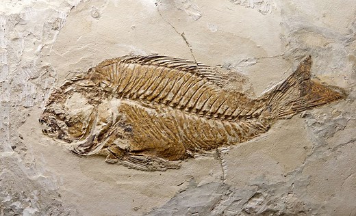 Définition | Fossilisation : qu'est-ce que c'est ? | Futura planète