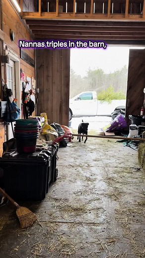 NANNA: The Dog with Incredible High Jumps