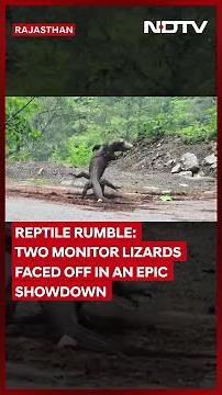 Rajasthan Viral Video | Two Monitor Lizards Faced Off In An Epic Showdown