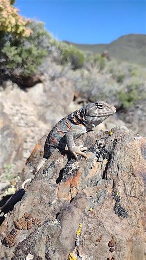 A close up view of a very beautiful lizard