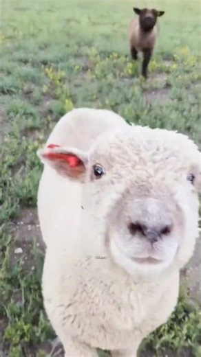 Explaining Baby Doll Southdown Sheep