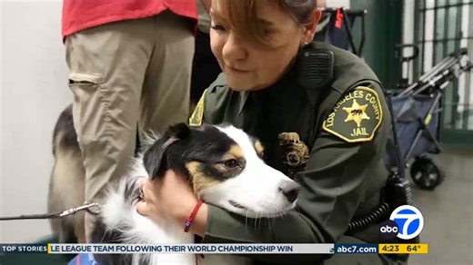 Introducing therapy dogs Reign & Faith from the Southern California-based Pet Prescription Team. These two four legged friends bring comfort and hope to the jails. We thank @abc7la for featuring this heartwarming story. #therapydogs #dogs | Los Angeles County Sheriff's Department
