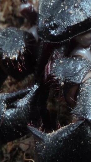 The phone is a mysterious arachnid that terrifies everyone it meets.
