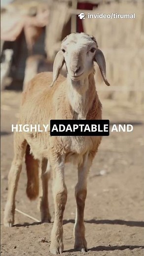 5 Mind Blowing Facts About Anglo Nubian Goats! 🐐#goat #anglonubiangoat