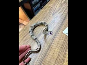 Locality Boa Basics: Picking up a bitey baby boa...