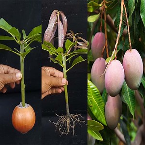 585K views · 15K reactions | How to grow Mango tree from cutting in Natural rooting hormone | Rana Craft | Facebook