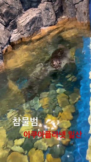 #참물범 #아쿠아플라넷 #일산 #바다사자 #HarborSeal #zoo
