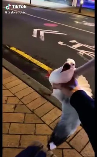 Man catches a seagull that was trying to steal his chips #Shorts