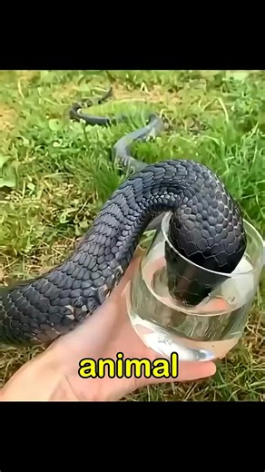 Shocking animal facts _animals _wildlife _facts | Animals World