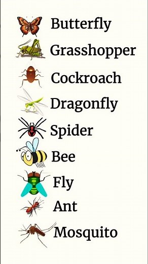 insects #education