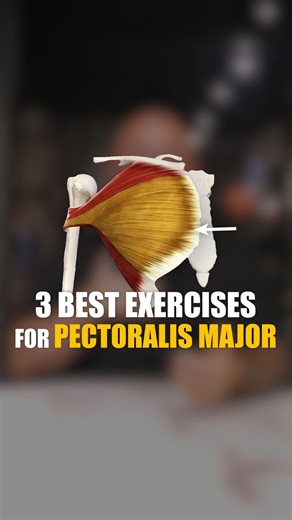 Sebastian Oreb | Online Coach & Mentor for Personal Trainers on Instagram: "This is my top 3 exercises for complete pec development. 1 - Mid grip bench press - Shoulder horizontal adduction - Sternocostal portion - 3-4 sets of 6-8 reps 2 - Incline dumbbell press - Shoulder flexion and adduction - Clavicular portion - 2-3 sets of 8-10 reps 3 - High to low cable flys - Shoulder extension and adduction - Abdominal portion - 2-3 sets of 12-15 reps Watch this video to listen to my complete breakdown 