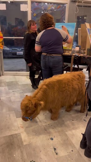 Paint and Sip with Hoss: Fun Highland Cow Painting Tutorial