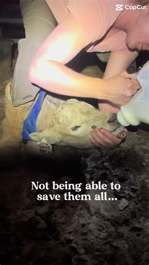 The absolute worst part of raising livestock…. This calf in particular came down with bad scours 5 days ago, I tried everything, vet for iv fluids, me tubing fluids every 4 hours around the clock for 5 long days, all the probios and pastes, everything… he just never turned around… this morning he couldn’t even lift his head anymore so we made the decision to let him go. But god does that just rip my heart out 😭 at least I know I gave him everything I had to give. #scours #scoursSUCK #sickcalf #