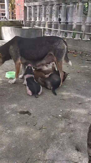 귀여운 강아지 만나보세요 / 愛らしい子犬に出会おう #JapanDogs #KoreaPuppies