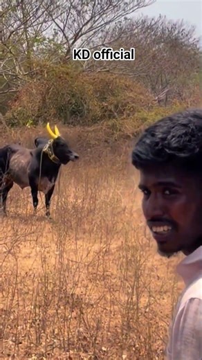 🔥 அழகன் தரமான சம்பவம் காளையின் காதலன் #jallikattu #manjuvirattu #bull #treanding