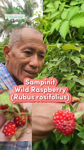 827K views · 25K reactions | Ang sampinit o wild raspberry (Rubus...