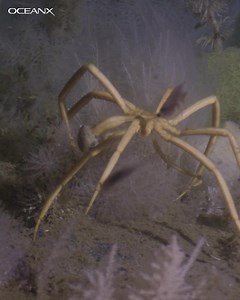 35K views · 10K reactions | Meet the giant sea spider! (Don’t worry: It lives at the bottom of the ocean near Antarctica—and it’s not an actual spider.) | OceanX | Facebook