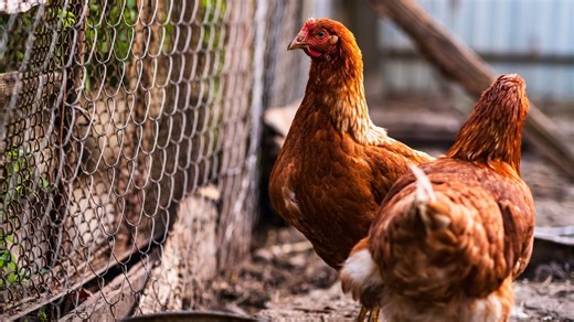 Poules du jardin, 60 millions de consommateurs alerte sur un danger insoupçonné (surtout pour les enfants et les personnes âgées)