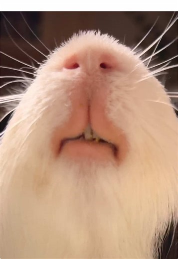 Discover the Joy of Guinea Pigs: Adorable and Fun!