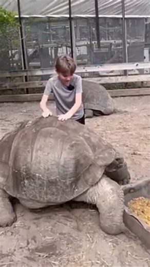 Would you pet a Giant Tortoise?