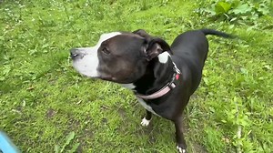 We were looking over the comments on Nova’s Lobby Dog post, she wasn’t necessarily sad…just tired Mainly due to well spent park time involving zoomies! | Potsdam Humane Society