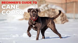 Beginner's guide to the Cane Corso