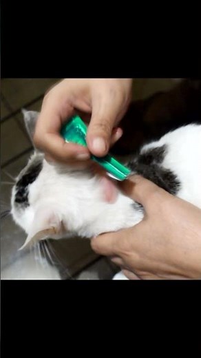 How to Apply Frontline Plus to Cats #petcaretips #catlover #cats #shortsfeed