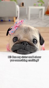 Loulou has something special to share… 🩷 Loulou & Mosy’s very own Wall Calendar AND Desk Calendar are now 15% off through Monday! 🎉 Grab yours here: Wall Calendar: https://www.createphotocalendars.com/Store/Loulou Mosy the Pugs 2026 Wall Calendar-1229052103 Desk Calendar: https://www.createphotocalendars.com/Store/Loulou Mosy the Pugs 2026 Desk Calendar-23411992 #pug #dog #dogsofinstagram #pugsofinstagram #WeeklyFluff | Loulou the pug