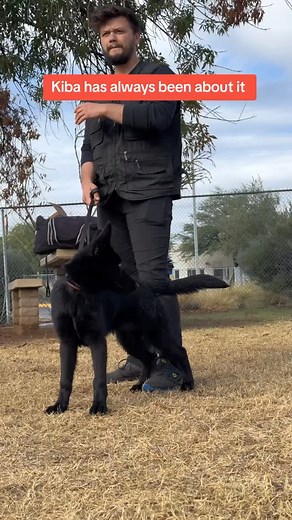 17K reactions · 346 shares | From 16 weeks old to today. Her very first protection session at 16 weeks to now working with her new owner @danny_page_ Kiba is epitome of GSD, that is slowly slipping away. #dogtraining #germanshepherd #arizona #gsd #kiba #protectiondogs | Phantom K9 Training | Facebook